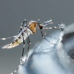 Moustique : dengue
