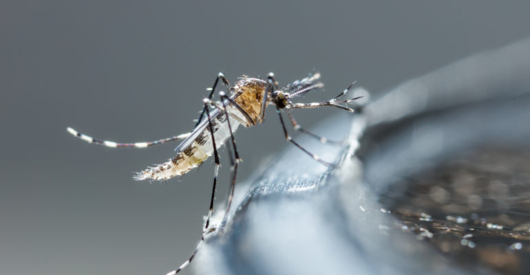 Moustique : dengue