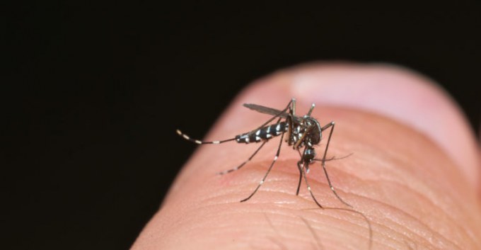 Moustique : dengue