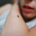 Moustique : dengue
