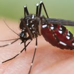 Moustique : dengue