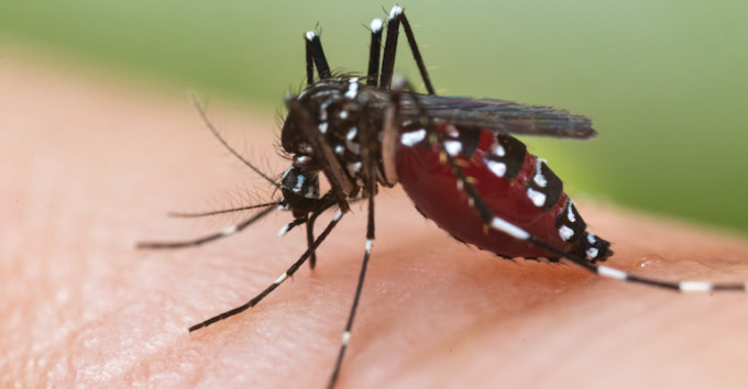 Moustique : dengue