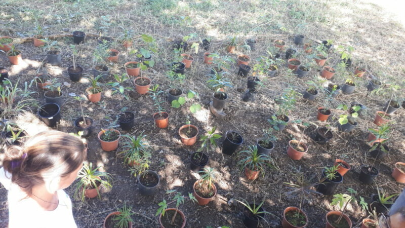 Plantation de l'école Marcel-LAURET