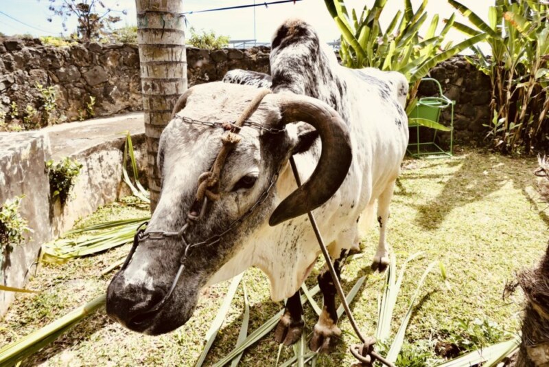 Hommage et émotions à la mémoire de Willy DALAPA AMANA à la Saline