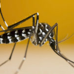 Moustique dengue