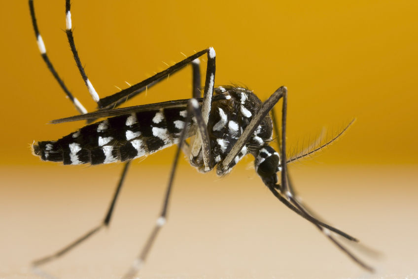 Moustique dengue