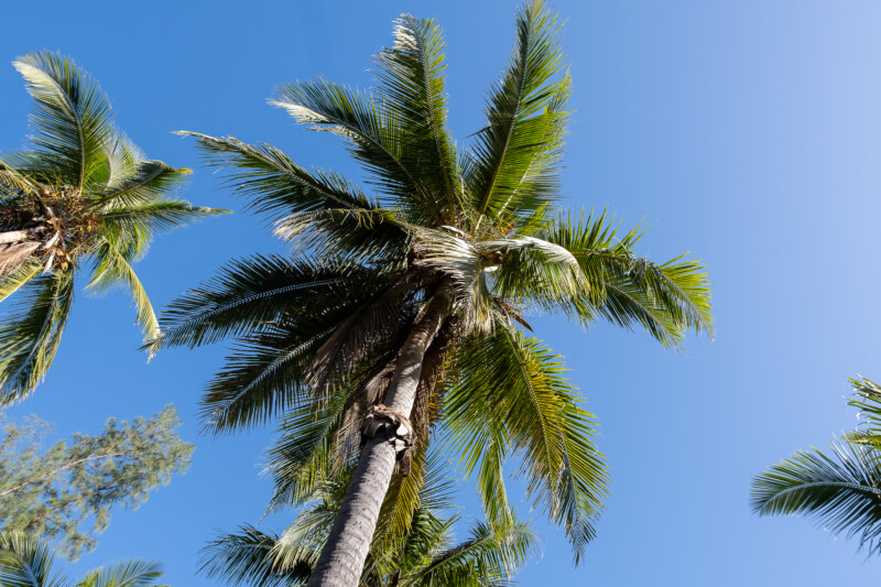 ALSH : Les marmay de l’Accueil de loisirs sans hébergement de l’école Louise-SIARANE viennent de découvrir la cocoteraie de l’Étang