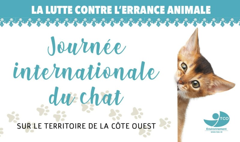 La Journée internationale du chat pour mieux connaître son animal
