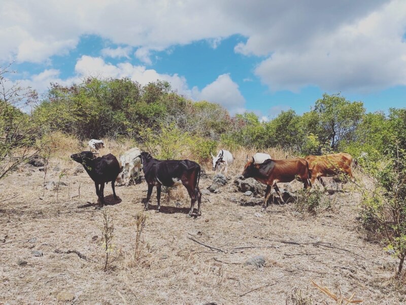 Journées Européennes du Patrimoine 2022 à l'exploitation de Raymond DRULÉ, éleveur de bœuf Moka à Bois Rouge