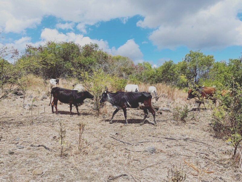 Journées Européennes du Patrimoine 2022 à l'exploitation de Raymond DRULÉ, éleveur de bœuf Moka à Bois Rouge