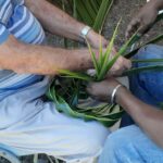 Journées du Patrimoine 2022 à la Maison Savanna, près de l'usine, tressage feuilles coco