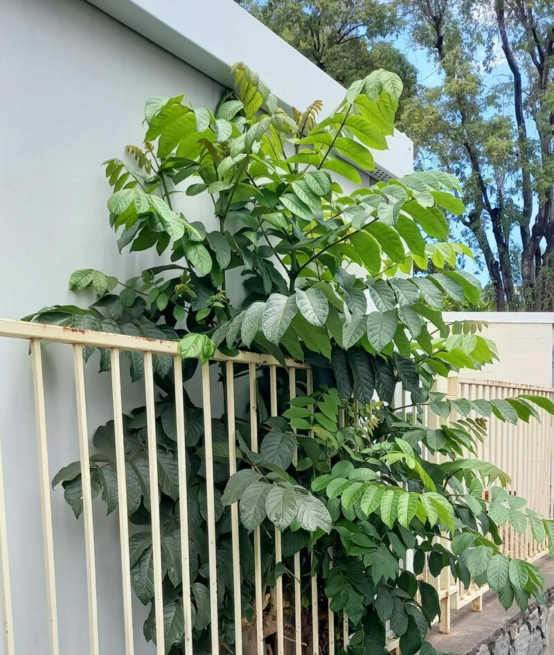 Saint-Paul se mobilise contre le tulipier du Gabon