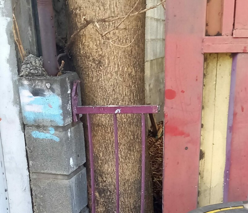 Saint-Paul se mobilise contre le tulipier du Gabon