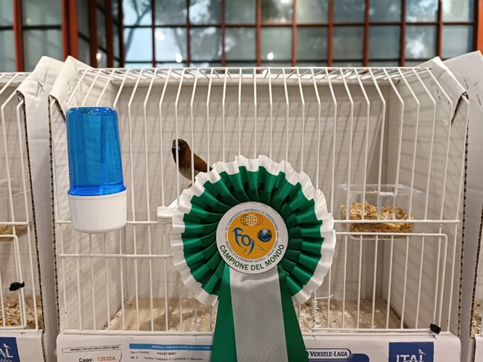 oiseau - championnat d'ornithologie 2023