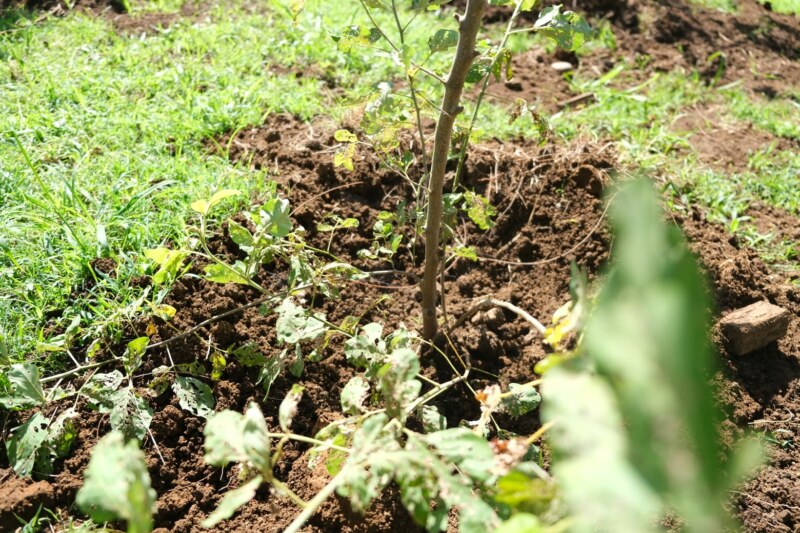 plantation d'arbre - front de mer Saint-Paul