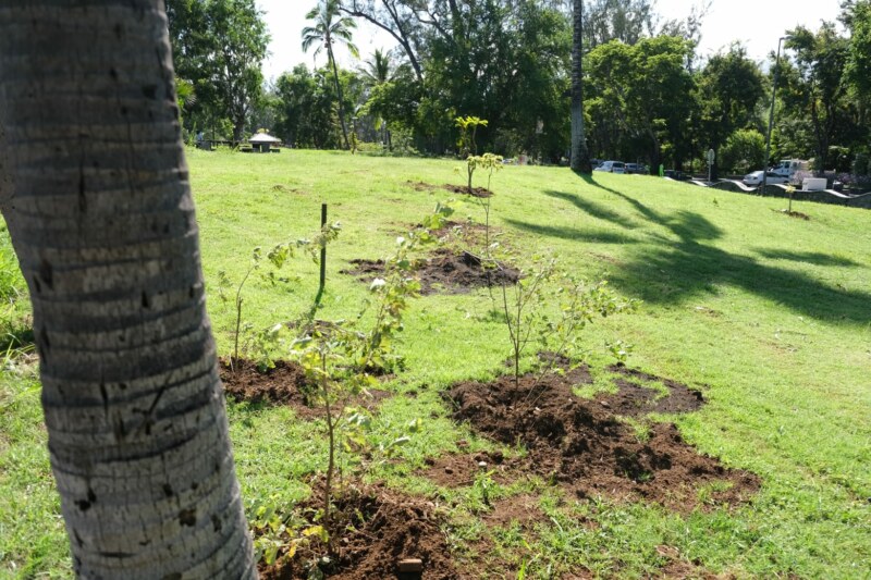 plantation d'arbre - front de mer Saint-Paul