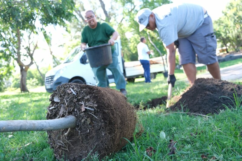 plantation d'arbre - front de mer Saint-Paul