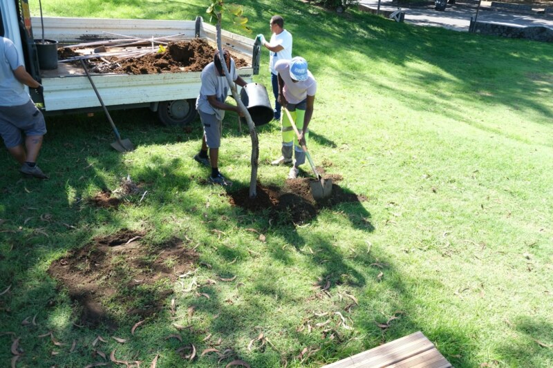 plantation d'arbre - front de mer Saint-Paul
