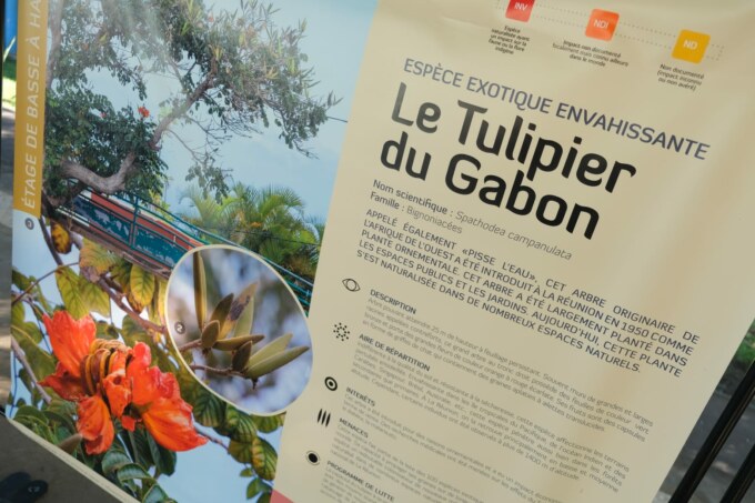 Tulipier du Gabon