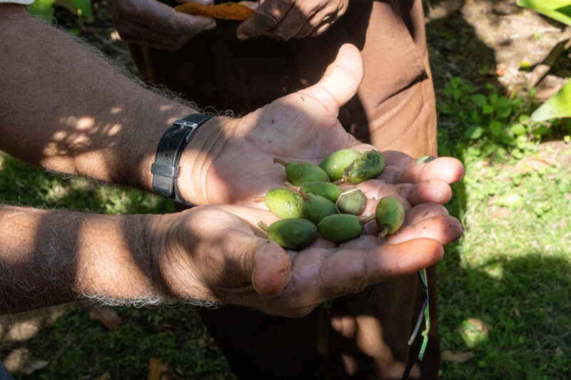 Saint-Paul, Ville Amie des Aînés, propose une nouvelle sortie culturelle dédiée aux séniors Ô Jardin de Paulo, au Tour des Roches, ce mercredi 31 mai 2023. Visite du jardin, fabrication de bougies en cire d'abeille, dégustation de gâteau péi et infusion... Une fois encore, le programme proposé a fait le bonheur de nos plus anciens.