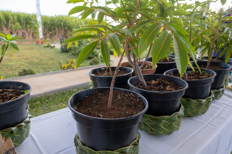 Ça y est : on connaît le palmarès du concours « Jardins et balcons fleuris ». La ferme ICHABE accueille les lauréats de cette 13ème édition ce samedi 19 août 2023. Une fois encore, ces Saint-Pauloises et ces Saint-Paulois contribuent à fleurir leur Ville.