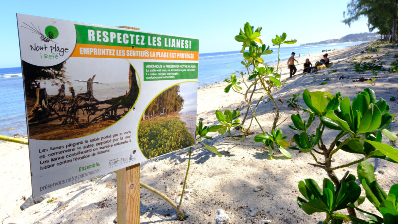 Revégétalisation de la plage des Brisants2