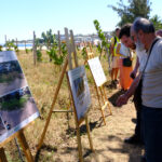Revégétalisation de la plage des Brisants2